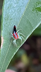 Ilargus coccineus