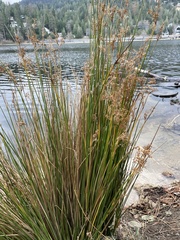 Schoenoplectus tabernaemontani