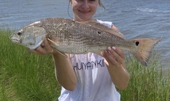 Sciaenops ocellatus