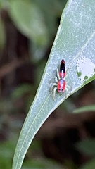 Ilargus coccineus