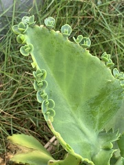 Kalanchoe laetivirens