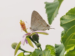 Hypolycaena philippus