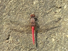 Bradinopyga strachani