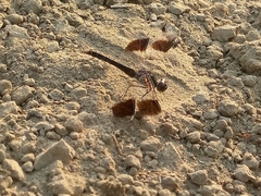 Brachythemis impartita