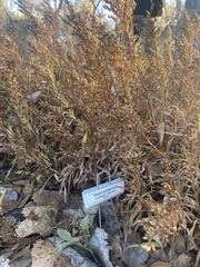 Solidago nana