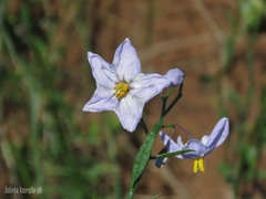 Solanum amygdalifolium