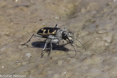 Cicindela tenuicincta
