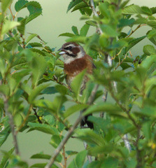 Emberiza cioides