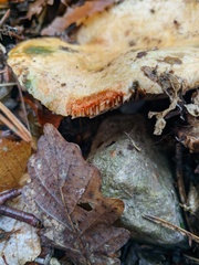 Lactarius sanguifluus