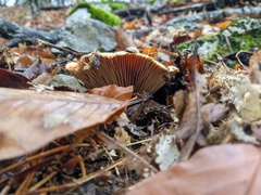 Lactarius sanguifluus