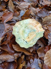 Lactarius sanguifluus