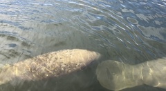 Trichechus manatus latirostris