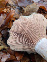 Lactarius sanguifluus