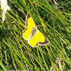 Colias vauthierii