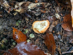 Lactarius sanguifluus