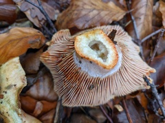 Lactarius sanguifluus