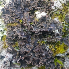 Peltigera collina