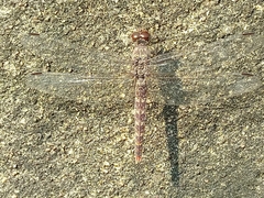 Bradinopyga strachani