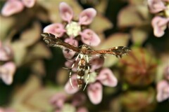 Geina tenuidactylus