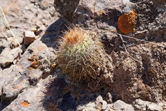 Parodia taratensis