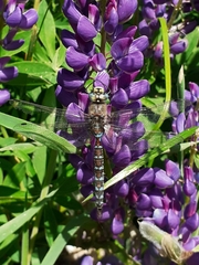 Rhionaeschna diffinis