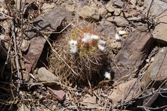 Parodia taratensis