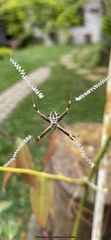 Argiope argentata
