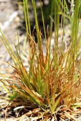 Juncus capensis