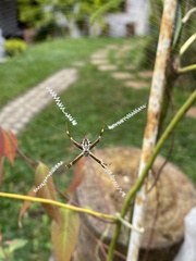Argiope argentata