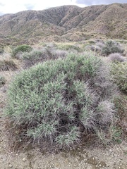 Anthyllis cytisoides