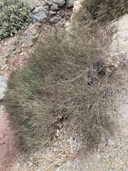 Salsola genistoides