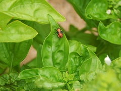 Lygaeus kalmii