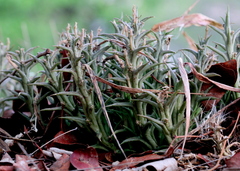 Orbea rogersii