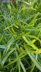 Muehlenbeckia platyclada