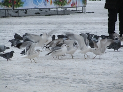 Larus canus