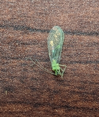 Chrysoperla comanche