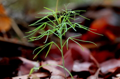 Cleome angustifolia
