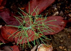 Cleome angustifolia