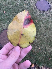 Gymnosporangium sabinae