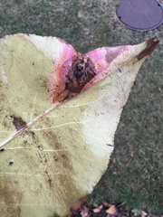 Gymnosporangium sabinae