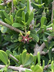 Periploca laevigata