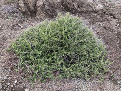 Periploca laevigata