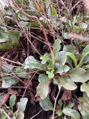 Limonium cossonianum