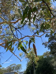 Angophora