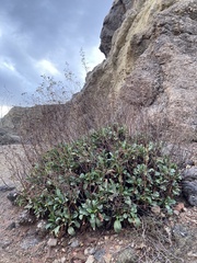 Limonium cossonianum