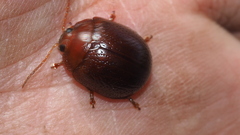 Dicranosterna