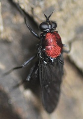 Clitellaria ephippium