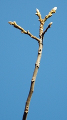 Juglans cinerea