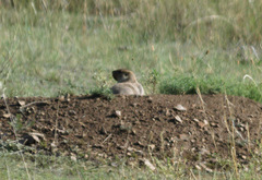 Marmota sibirica