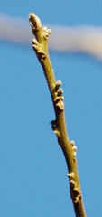 Juglans cinerea